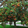 Роуэн в гороскопе друидов